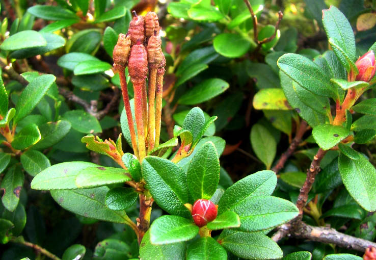  R. myrtifolium (R. kotschy), Photo: Yevhen Sosnovsky 